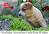 Buchcover Niedliche Australian Cattle Dog Welpen (Wandkalender 2018 DIN A4 quer)