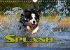 Buchcover SPLASH - Hunde im Wasser (Wandkalender 2018 DIN A4 quer)