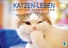 Buchcover Katzen-Leben: Lustiger Haustiger (Wandkalender 2018 DIN A2 quer)