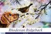 Buchcover Rhodesian Ridgeback - Moments (Wandkalender 2018 DIN A4 quer)