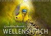 Buchcover Wunderschöner Wellensittich (Wandkalender 2018 DIN A4 quer)