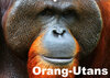 Buchcover Orang-Utans (Wandkalender 2019 DIN A2 quer)