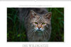 Buchcover Emotionale Momente: Die Wildkatze. / CH-Version (Wandkalender 2019 DIN A2 quer)