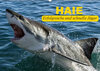 Buchcover Haie. Erfolgreiche und schnelle Jäger (Wandkalender 2019 DIN A2 quer)