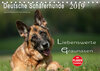 Buchcover Deutsche Schäferhunde - Liebenswerte Graunasen (Tischkalender 2019 DIN A5 quer)