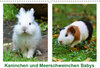 Buchcover Kaninchen und Meerschweinchen Babys (Wandkalender 2019 DIN A3 quer)
