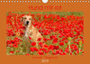 Hund mit rot - Azawakh - Ridgeback (Wandkalender 2019 DIN A4 quer) width=