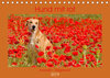 Buchcover Hund mit rot - Azawakh - Ridgeback (Tischkalender 2019 DIN A5 quer)