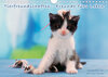 Buchcover Tierfreundschaften - Freunde fürs Leben (Wandkalender 2020 DIN A4 quer)