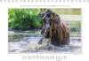 Buchcover Emotionale Momente: Europäischer Elch Part II (Tischkalender 2020 DIN A5 quer)