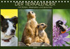 Buchcover Der Tierkalender mit Zitaten, Weisheiten und Sprüchen (Tischkalender 2020 DIN A5 quer)