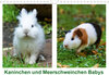 Buchcover Kaninchen und Meerschweinchen Babys (Wandkalender 2020 DIN A4 quer)