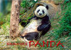 Buchcover Niedlicher Panda (Wandkalender 2020 DIN A2 quer)
