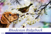 Buchcover Rhodesian Ridgeback - Moments (Wandkalender 2020 DIN A4 quer)