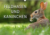 Buchcover Feldhasen und Kaninchen (Wandkalender 2020 DIN A3 quer)