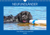 Buchcover Neufundländer - Das Wasser ist ihr Element (Wandkalender 2020 DIN A4 quer)