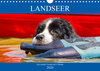 Buchcover Landseer - Ein starker Freund auf 4 Pfoten (Wandkalender 2020 DIN A4 quer)