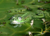 Buchcover Am um und im Teich (Posterbuch DIN A4 quer)