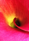Buchcover Farbenträume / Calla (Posterbuch DIN A2 hoch)