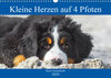 Buchcover Kleine Herzen auf 4 Pfoten - Berner Sennenhunde (Wandkalender 2020 DIN A3 quer)