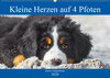 Buchcover Kleine Herzen auf 4 Pfoten - Berner Sennenhunde (Wandkalender 2020 DIN A2 quer)