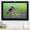Buchcover Der Eisvogel zurück im Spessart (Premium, hochwertiger DIN A2 Wandkalender 2020, Kunstdruck in Hochglanz)