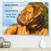 Buchcover Molosser - Giganten in der Welt der Hunde (Premium, hochwertiger DIN A2 Wandkalender 2020, Kunstdruck in Hochglanz)