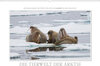 Buchcover Emotionale Momente: Die Tierwelt der Arktis / CH-Version (Wandkalender 2021 DIN A2 quer)