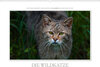 Buchcover Emotionale Momente: Die Wildkatze. / CH-Version (Wandkalender 2021 DIN A2 quer)