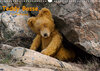 Buchcover Teddy Basse, Fortsetzung... (Wandkalender 2021 DIN A3 quer)