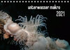 Buchcover unterwasser makro 2021 (Tischkalender 2021 DIN A5 quer)