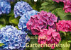 Buchcover Prachtvolle Gartenhortensie (Wandkalender 2021 DIN A3 quer)