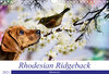 Buchcover Rhodesian Ridgeback - Moments (Wandkalender 2021 DIN A4 quer)