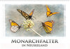 Buchcover Monarchfalter in Neuseeland (Wandkalender 2021 DIN A2 quer)