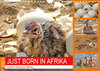 Buchcover JUST BORN IN AFRIKA Kalahari Straussen Babies (Wandkalender 2021 DIN A4 quer)
