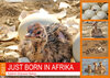 Buchcover JUST BORN IN AFRIKA Kalahari Straussen Babies (Wandkalender 2021 DIN A2 quer)