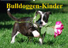 Buchcover Bulldoggen-Kinder (Wandkalender 2022 DIN A2 quer)