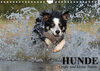 Buchcover Hunde. Große und kleine Nasen (Wandkalender 2022 DIN A4 quer)