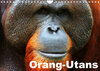 Buchcover Orang-Utans (Wandkalender 2022 DIN A4 quer)