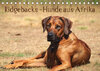 Buchcover Ridgebacks - Hunde aus Afrika (Tischkalender 2022 DIN A5 quer)