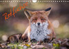 Buchcover Rotfüchse (Wandkalender 2022 DIN A4 quer)
