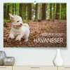 Buchcover Havaneser - Herz aus Gold (Premium, hochwertiger DIN A2 Wandkalender 2022, Kunstdruck in Hochglanz)