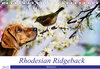 Buchcover Rhodesian Ridgeback - Moments (Tischkalender 2022 DIN A5 quer)