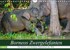 Buchcover Borneos Zwergelefanten (Wandkalender 2022 DIN A4 quer)