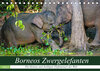 Buchcover Borneos Zwergelefanten (Tischkalender 2022 DIN A5 quer)