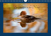 Buchcover Spiegelungen in der Natur (Wandkalender 2022 DIN A4 quer)