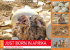 Buchcover JUST BORN IN AFRIKA Kalahari Straussen Babies (Wandkalender 2022 DIN A4 quer)