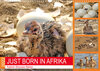 Buchcover JUST BORN IN AFRIKA Kalahari Straussen Babies (Wandkalender 2022 DIN A3 quer)