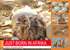 Buchcover JUST BORN IN AFRIKA Kalahari Straussen Babies (Wandkalender 2022 DIN A2 quer)