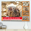 Buchcover JUST BORN IN AFRIKA Kalahari Straussen Babies (Premium, hochwertiger DIN A2 Wandkalender 2022, Kunstdruck in Hochglanz)